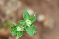Spermacoce mauritiana